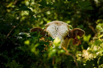 Cow in the forest