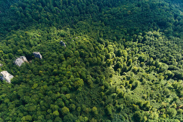 Fototapeta premium Top down flat aerial view of dark lush forest with green trees canopies in summer