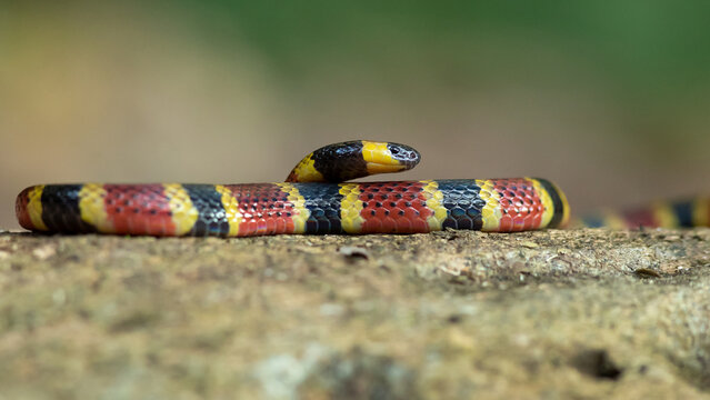 Micrurus mosquitensis is a coral snake with black, yellow, and red rings, not arranged in triads. Taken in Costa Rica