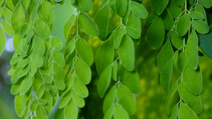 Fresh Green Moringa leaves Medicinal Plant (Moringa oleifera Lamk.) Natural Moringa leaves Green Background.	