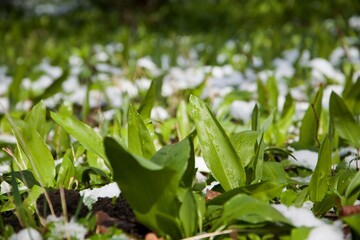 Wild garlic in park