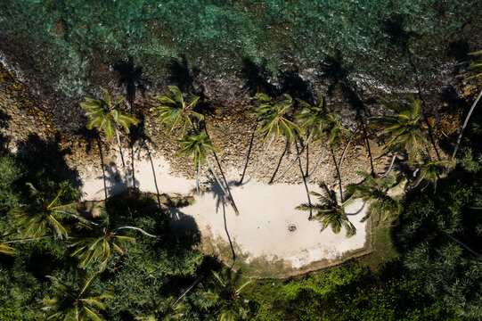 Aerial view of palm trees growing on the shore of the Indian ocean, Sri Lanka.