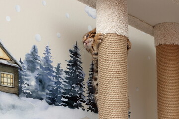 bengal kitten
