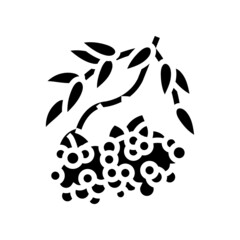 rowan berry glyph icon vector. rowan berry sign. isolated contour symbol black illustration