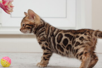 bengal kitten