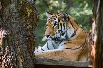 Tiger in the zoo