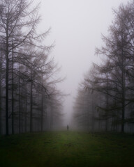 Hombre en bosque entre niebla