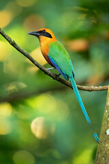 The rufous motmot (Baryphthengus martii) is a near-passerine bird in the family Momotidae. It is found from northeastern Honduras south to western Ecuador, northern Bolivia, and western Brazi