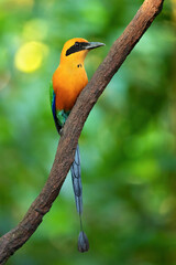 The rufous motmot (Baryphthengus martii) is a near-passerine bird in the family Momotidae. It is found from northeastern Honduras south to western Ecuador, northern Bolivia, and western Brazi