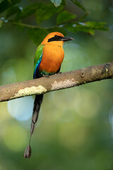 The rufous motmot (Baryphthengus martii) is a near-passerine bird in the family Momotidae. It is found from northeastern Honduras south to western Ecuador, northern Bolivia, and western Brazi