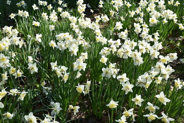 Narcisses blancs au printemps