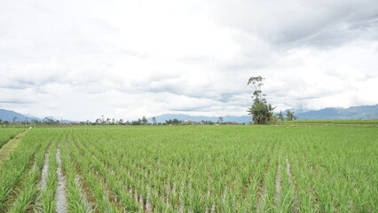 beautiful green scenery in the rice fields looks mountains