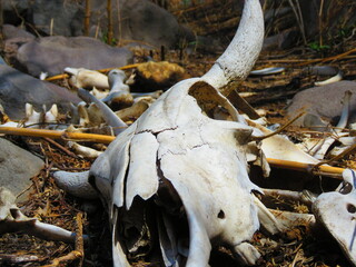 bony remains of cattle
cow bones and skull with horns found in the forest

