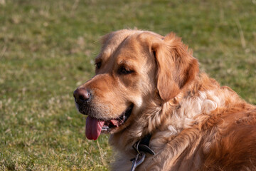 golden retriever dog resting on the grass after walk
