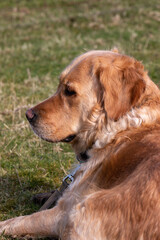 golden retriever dog profile portrait resting after walk