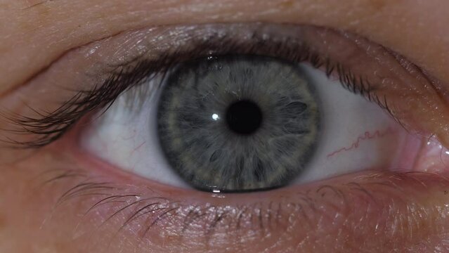 Macro shot of the contraction of the gray pupil of the human eye