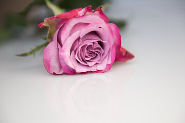 Beautiful fresh pink rose, rosebud isolated on white background