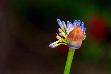 An Agapanthus flower in the process of opening