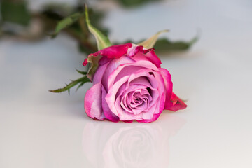 Beautiful fresh pink rose, rosebud isolated on white background