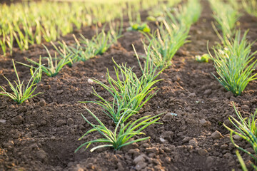Onion growing on a bed in the rays of sunlight