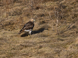 Red-Tailed Hawk Standing on Old Grass Field, Portrait in Winter