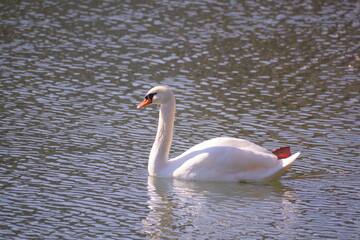 Schwan auf der Lahn