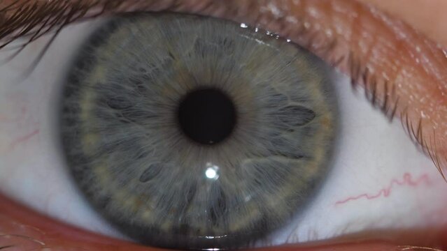Macro shot of the contraction of the gray pupil of the human eye