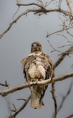 Cooper's Hawk preens its feathers, Sepulveda Basin, Los Angeles, California,  United States. 