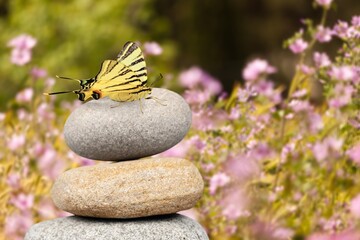 Fototapeta na wymiar Harmony of Life Concept. Butterfly on the Pebble Stone Stack in Garden.