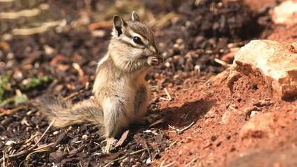 Squirrel, Chipmunk on the ground.