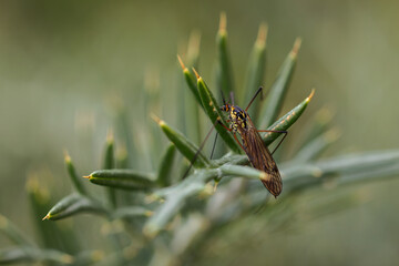 Crane fly is a common name referring to any member of the insect family Tipulidae.
