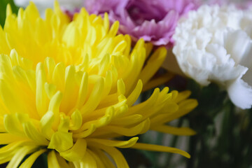 Fototapeta premium Variety of Flowers Closeup