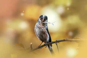 Longtailed Tit with feather 