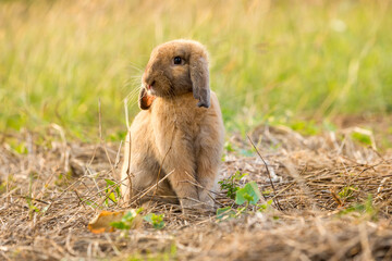 Naklejka na ściany i meble Happy Easter Bunny with grass at nature. Cute hare. Little rabbit on green grass. Rabbit sitting on grass in garden, Cute bunny