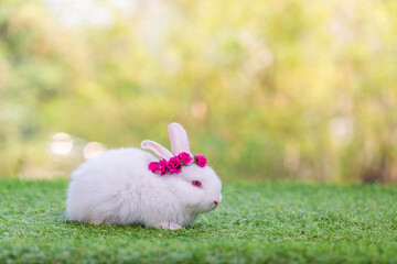 Adorable and cute new born rabbit. baby cute rabbit or new born adorable bunny. Easter Bunny.