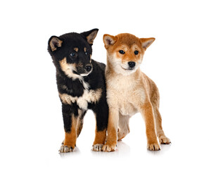 shiba inus in studio