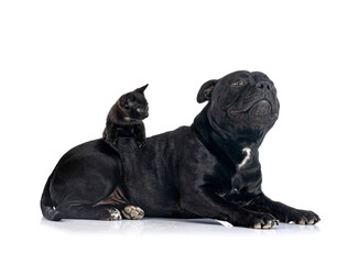 staffordshire bull terrier and kitten