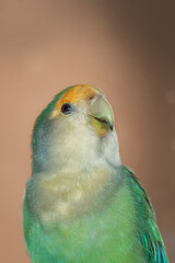 Green Lovebird