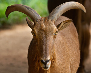 Brown goat looking at the camera