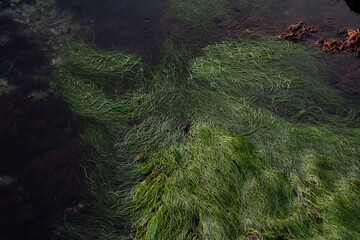Sea Grass, Pacific Coast, United States