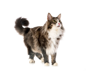 Norwegian Forest cat © cynoclub