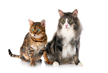Norwegian Forest cat and bengal cat