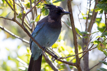 blue bird close up