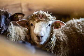 Sheep in barn