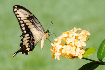 A yellow butterfly on a yellow flower with a green background