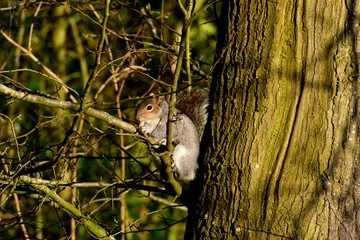 Squirrel in a tree munching on a nut, Coombe Abbey, England, UK © Olya GY