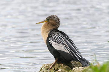 Anhinga sitting on a rock in front of a pond