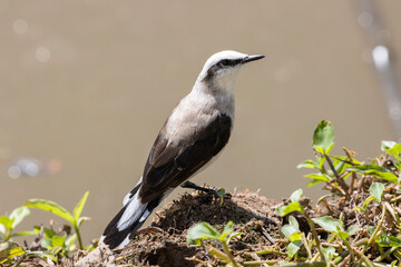 bird in Cunha in Brazil