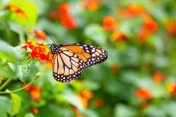A monarch butterfly on the colored flowers