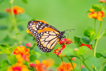 Fototapeta premium A monarch butterfly on the colored flowers